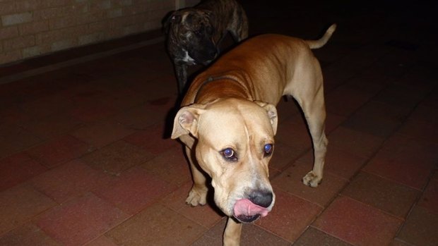 The stolen dogs are to be returned to the dog refuge.