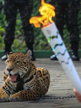 The jaguar and the torch