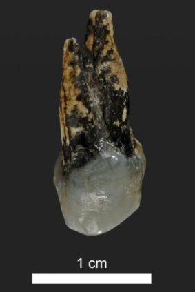 7.24 million year old upper premolar of Graecopithecus found in Bulgaria.
