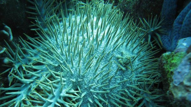 There are estimated to be about four to 12 million crown of thorns starfish on the Great Barrier Reef.
