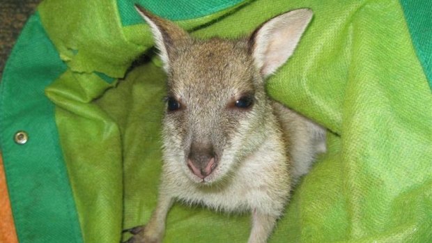 Twyla the Pretty Face Wallaby in her pouch.
