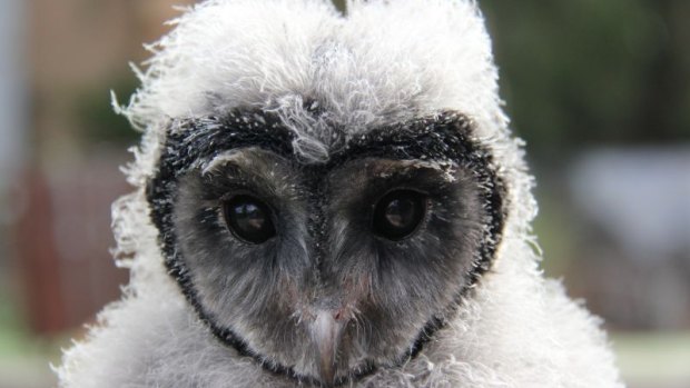 Where am I? Lesser sooty owl chick Griffin, who has joined Taronga Zoo. 