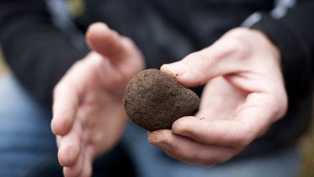 A Tamar Valley black truffle.