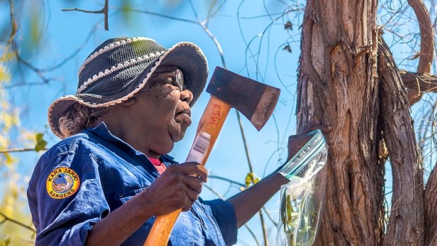 Karajarri Senior Ranger Jess Bangu collects samples for a biodiversity survey near Bidyadanga community in the Kimberley.  