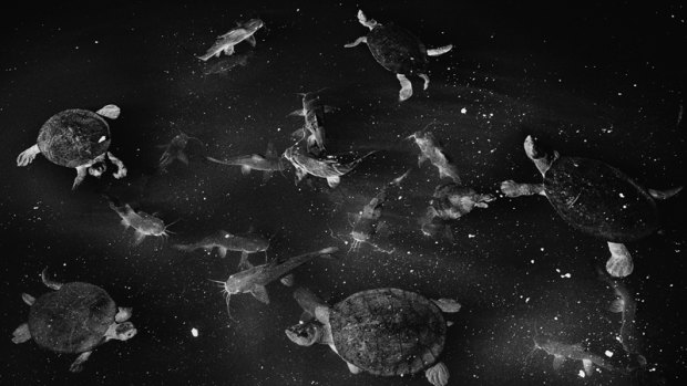 Catfish and turtles, Roper River, Northern Territory, 2011, from The Black Rose selected works exhibition at Stills Gallery, Sydney.