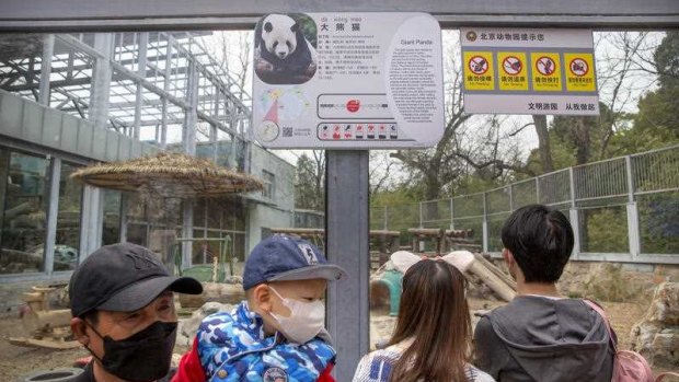Visitors at the panda enclosure at Beijing Zoo.