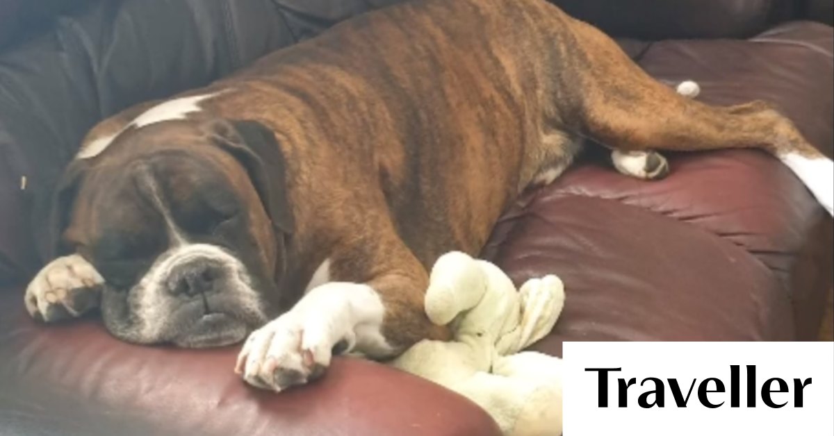 Flying with dogs in Australia Virgin follows Qantas, bans boxers