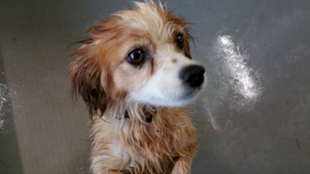 The wet floor in the dog kennels at Wagga Wagga pound in a photo from the council's website.