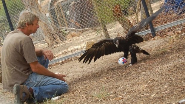 Onslow the missing eagle loves his soccer.