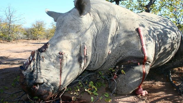 A white rhinoceros killed by poachers for its horns in 2012.