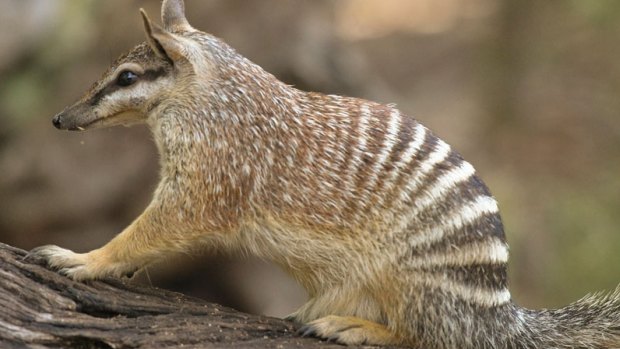 There are fears for endangered numbats in the Wheatbelt.
