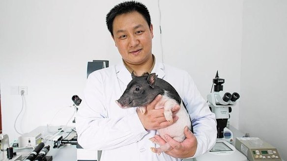 Tiny genetically modified 'micropigs' from China could be boon for ...