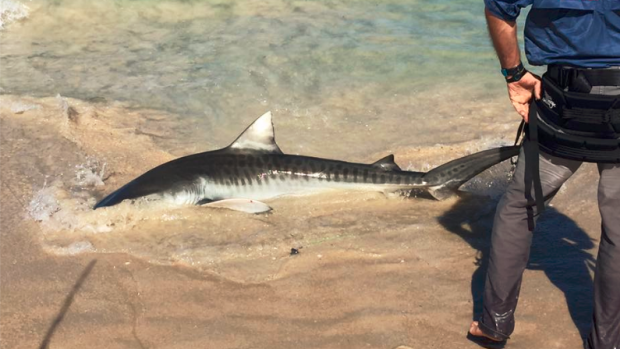 Three tiger sharks were spotted close to shore at City Beach and Floreat on Saturday, with a fisherman catching two of them.