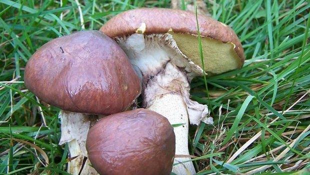 Slippery Jack mushrooms.