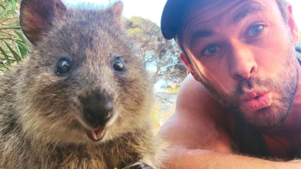 Chris Hemsworth quokka selfie at rottnest island
