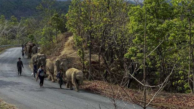 A herd of 11 elephants walk along a paved road during a 150-kilometre journey from Mae Wang to Ban Huay in northern Thailand.