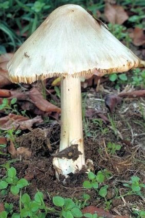 Good for consumption: the volvariella variety is related to straw mushrooms commonly found in Asian cooking.