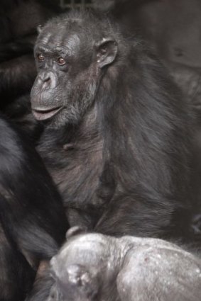 Lulu, Taronga Zoo's much loved chimp, has died aged 62.