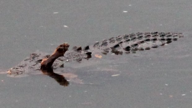 The crocodile was spotted with the remains of the family's kelpie in its mouth.