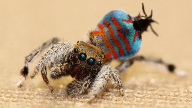 Meet 'Sparklemuffin', the new peacock spider species discovered in Toowoomba.