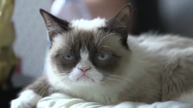 Grumpy Cat became a viral star – but that's the exception that proves the rule.