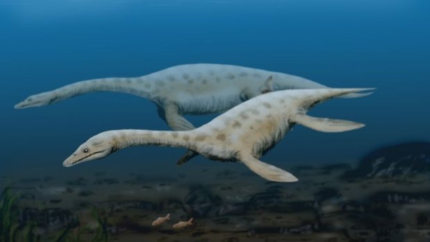 The team discovered partial plesiosaur skeletons.