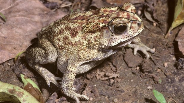 Asian black-spined toad.