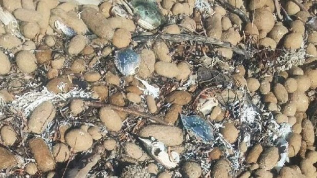 Around 500 dead crabs washed ashore.