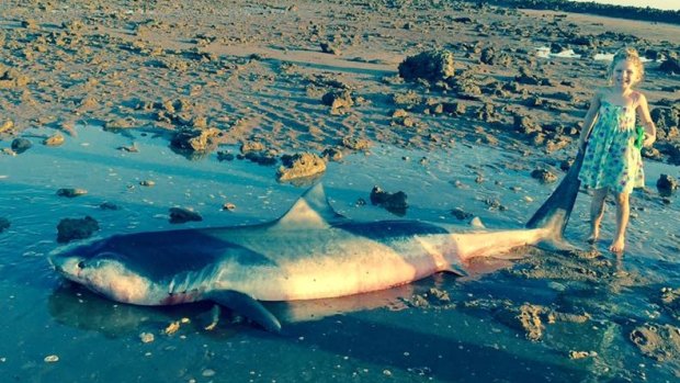 A dead three-metre shark dwarfs youngster, Toni, on a Port Hedland beach.