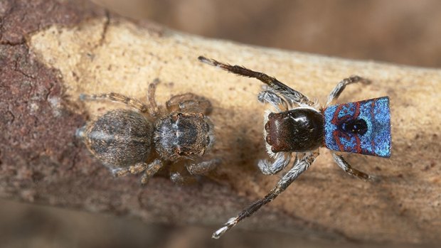 Living Colour: A male Maratus mungaich approaches a female.