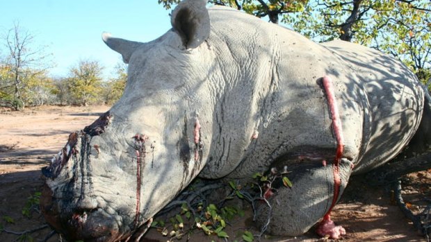 A white rhinoceros killed by poachers for its horns in 2012.