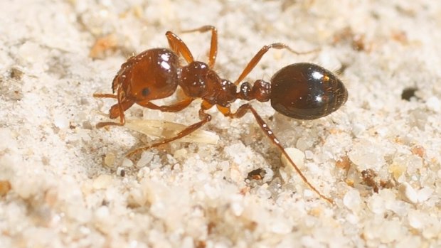 Foreign invader: The red imported fire ant, an infestation of which arrived at Port Botany earlier this month.
