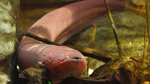 An electric eel or Electrophorus electricus.