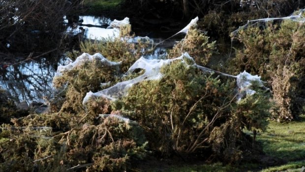 In heavy rain, spiders fling themselves to safety by casting silk threads on top of trees and shrubs.