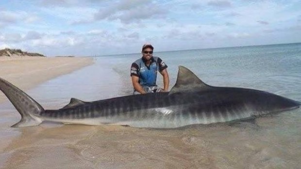 The hammerhead and this tiger shark were safely returned to the ocean