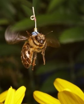 The researchers discovered anaesthesia affected bees' perception of time, which caused them to become disoriented.