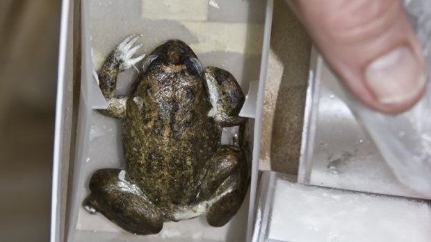 In March 2008, the Project Lazarus research team made its first attempts to clone the extinct Australian gastric-brooding frog, Rheobatrachas silus, by nuclear transfer. The tissue was taken from specimens frozen since 1980, including this remarkably well-preserved complete frog. A frozen gastric brooding frog.