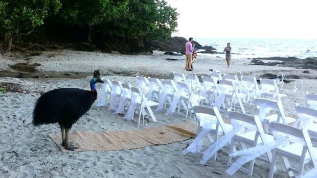 Here come the bride, er, bird: Buster the cassowary showed up to the Etty Beach wedding on July 1.