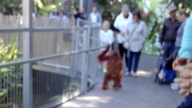 Orangutan Teliti escapes from her enclosure at Perth Zoo on Sunday. 