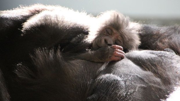 Gorillas at Taronga Zoo will be getting a bigger home.