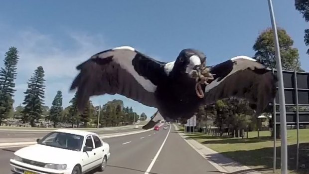 Swooping is part of the "natural behaviour" of magpies.