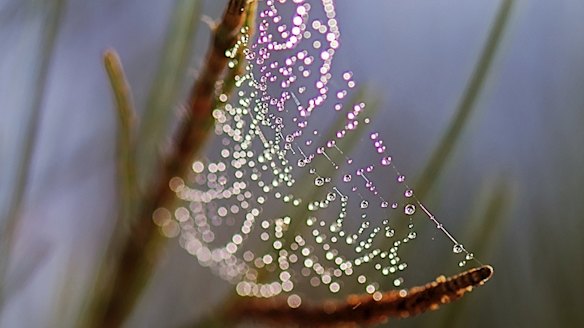 Spiderwebs inspire new device which could replace insulin injections ...