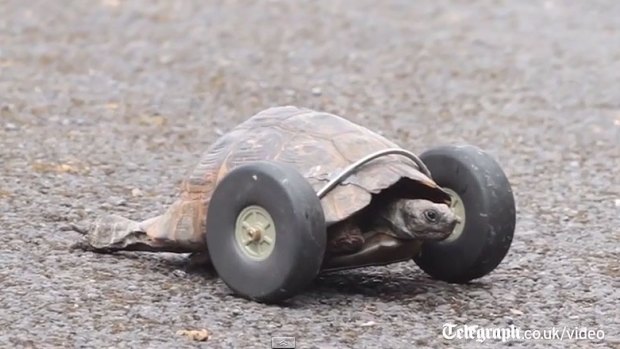 Mrs T, the 90-year-old tortoise, with her new set of wheels. 