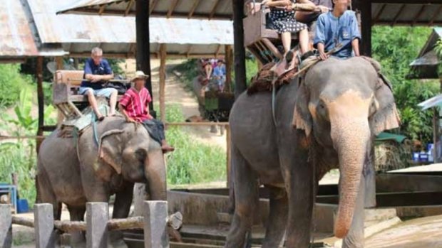 Elephant riding has been listed as one of the world's cruellest wildlife tourist attractions.