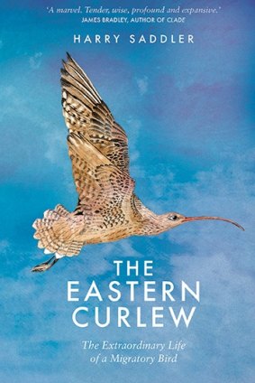 The eastern Curlew. By Harry Saddler.