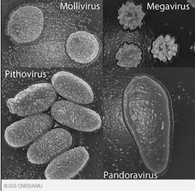 Representatives of the four 'giant' virus families: Mollivirus, Megavirus, Pithovirus and Pandoravirus under a scanning electron microscope.