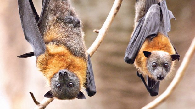 Health authorities are worried about a bat swooping at Kangaroo Point.