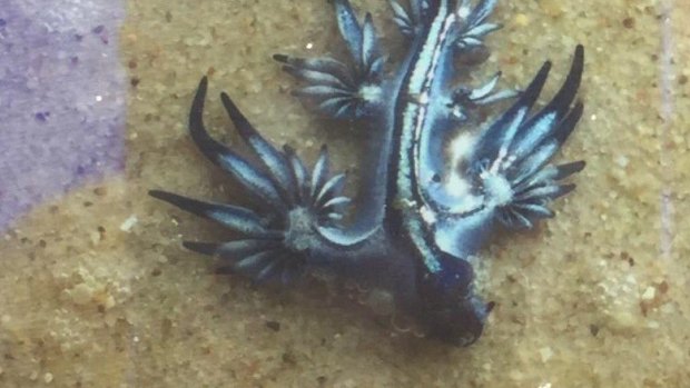 Coolangatta Beach was closed throughout Saturday after an influx of Margined Sea Lizards, while dangerous surf and jellyfish cause further closures on Sunday