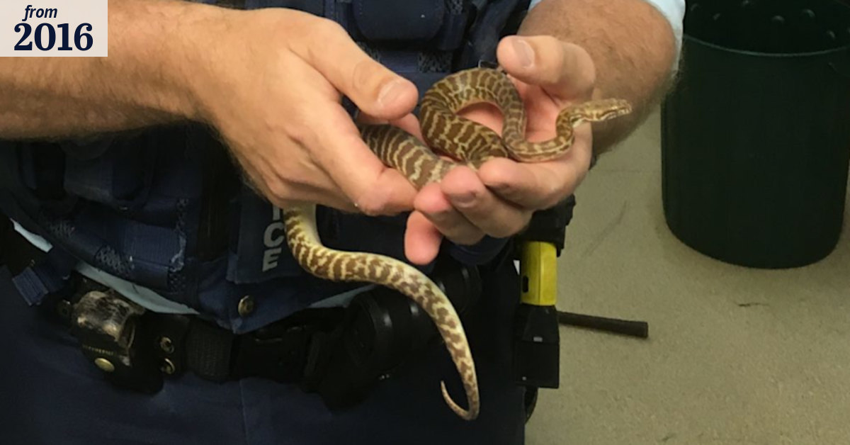 Snakes in a bag, plus lizards seized by Queensland police from vehicle