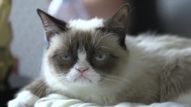 Viral star 'Grumpy Cat' has been part of the Walker Art Center International Cat Festival.